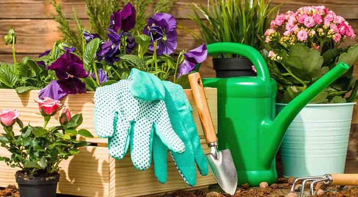 Learn Gardening Essentials: Complete Guide to Plant Care, Landscaping Ideas, Soil Tips & Garden Knowledge